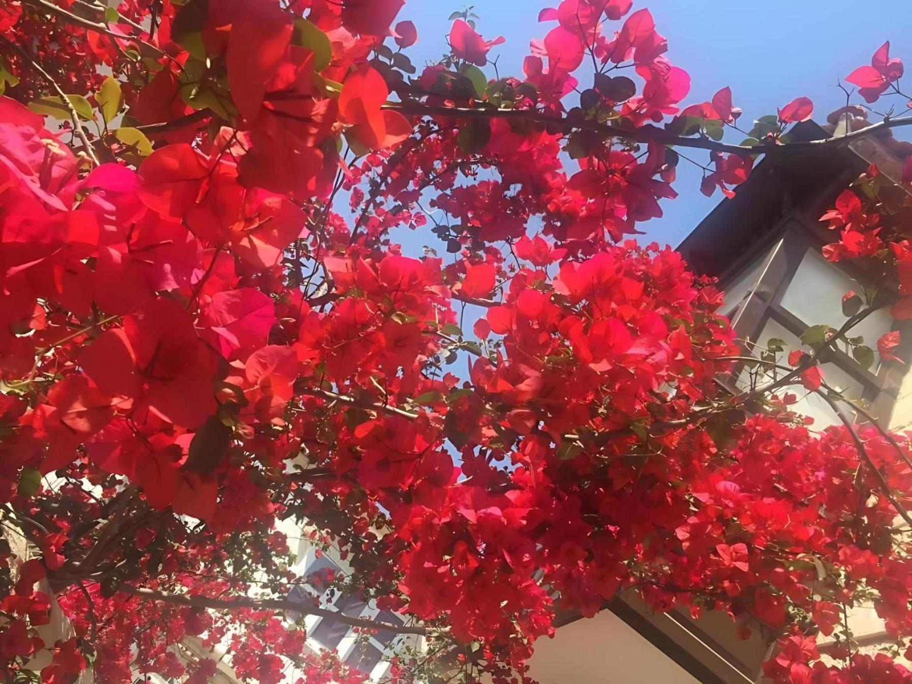 Alayaz Hotel Alaçatı Exteriér fotografie